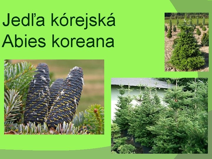 Jedľa kórejská Abies koreana 