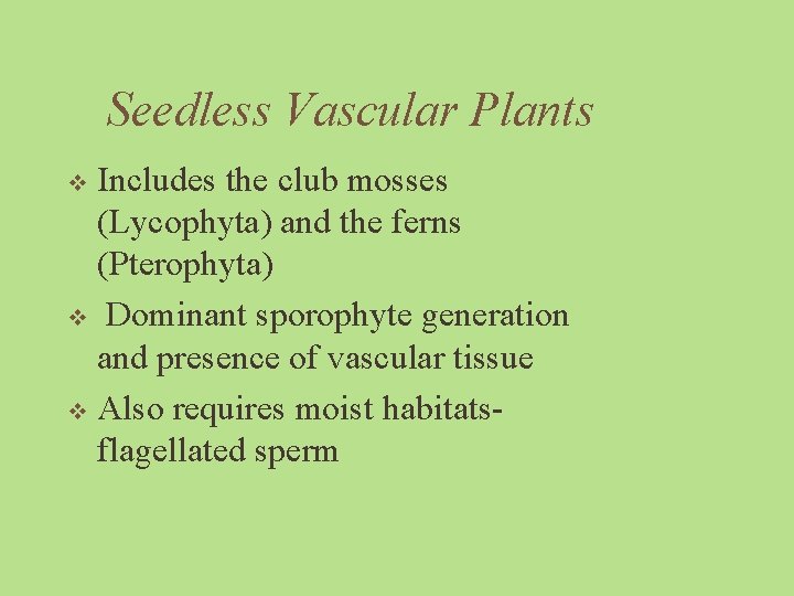 Seedless Vascular Plants Includes the club mosses (Lycophyta) and the ferns (Pterophyta) v Dominant
