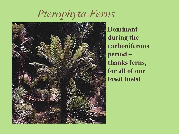Pterophyta-Ferns Dominant during the carboniferous period – thanks ferns, for all of our fossil
