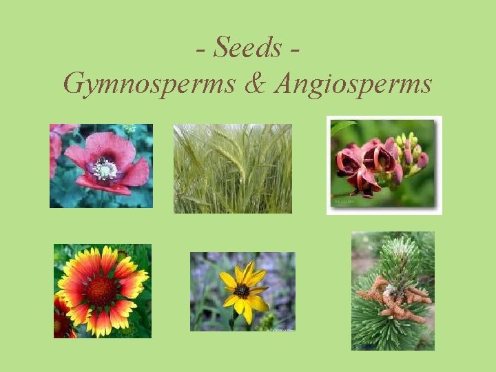 - Seeds Gymnosperms & Angiosperms 
