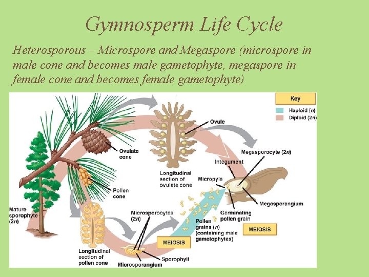 Gymnosperm Life Cycle Heterosporous – Microspore and Megaspore (microspore in male cone and becomes