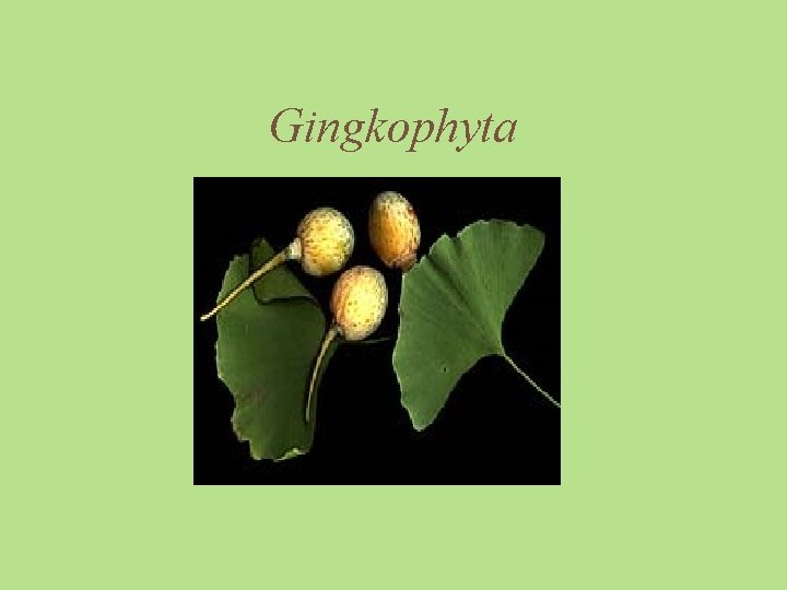 Gingkophyta 