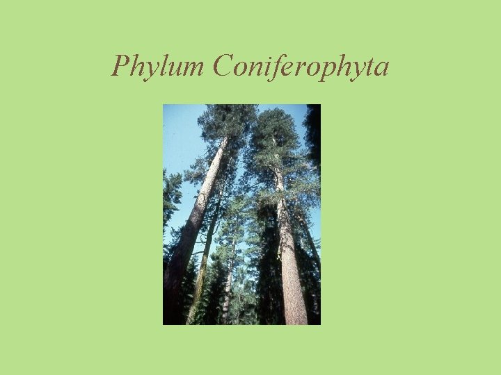 Phylum Coniferophyta 