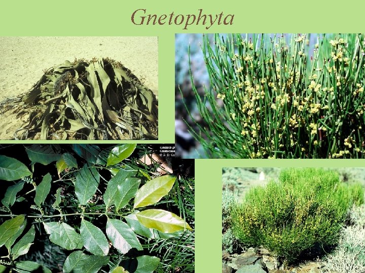 Gnetophyta 