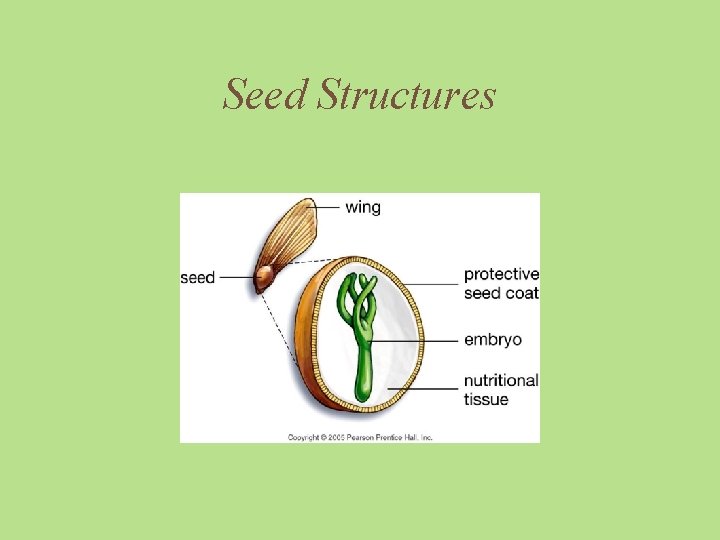Seed Structures 