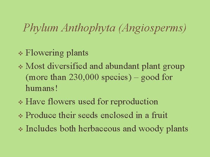 Phylum Anthophyta (Angiosperms) Flowering plants v Most diversified and abundant plant group (more than