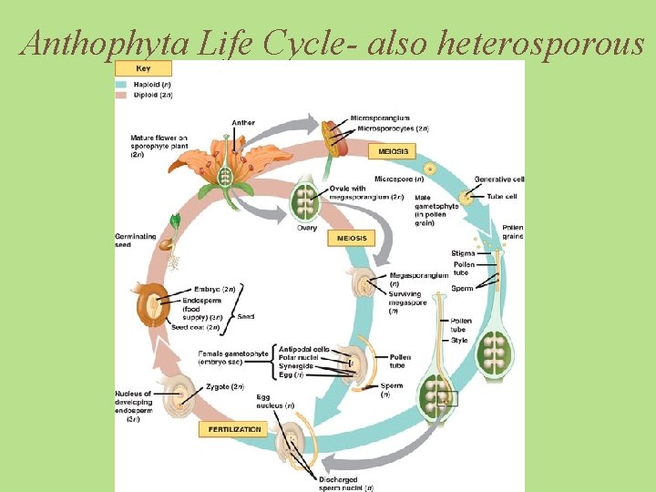 Anthophyta Life Cycle- also heterosporous 
