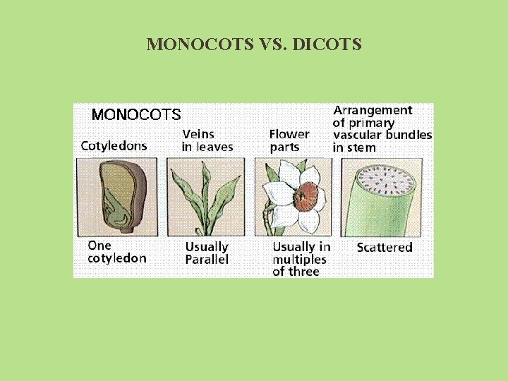 MONOCOTS VS. DICOTS 
