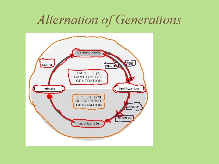 Alternation of Generations 
