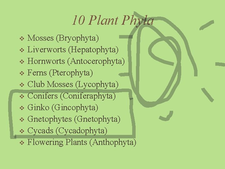 10 Plant Phyla v v v v v Mosses (Bryophyta) Liverworts (Hepatophyta) Hornworts (Antocerophyta)