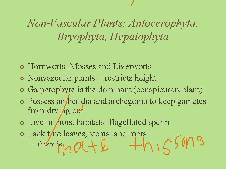 Non-Vascular Plants: Antocerophyta, Bryophyta, Hepatophyta v v v Hornworts, Mosses and Liverworts Nonvascular plants