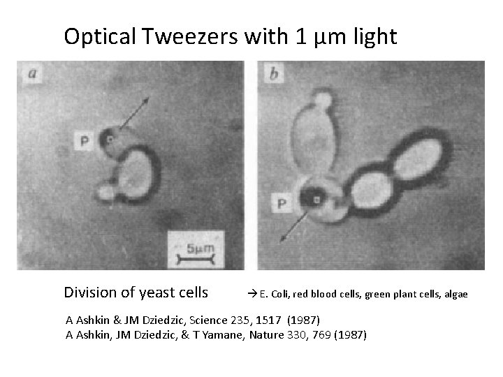 Optical Tweezers with 1 µm light Division of yeast cells E. Coli, red blood