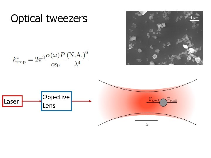 Optical tweezers Laser Objective Lens 