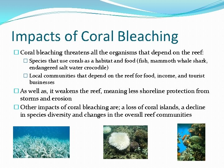 Impacts of Coral Bleaching � Coral bleaching threatens all the organisms that depend on