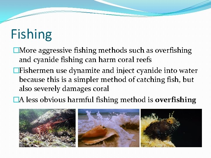 Fishing �More aggressive fishing methods such as overfishing and cyanide fishing can harm coral