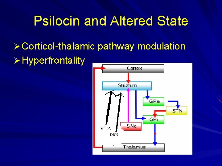 Psilocin and Altered State Ø Corticol-thalamic pathway modulation Ø Hyperfrontality 