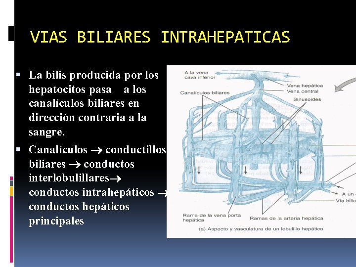 VIAS BILIARES INTRAHEPATICAS La bilis producida por los hepatocitos pasa a los canalículos biliares