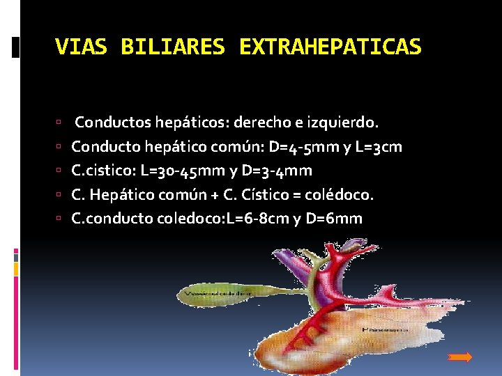 VIAS BILIARES EXTRAHEPATICAS Conductos hepáticos: derecho e izquierdo. Conducto hepático común: D=4 -5 mm