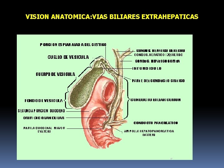 VISION ANATOMICA: VIAS BILIARES EXTRAHEPATICAS 