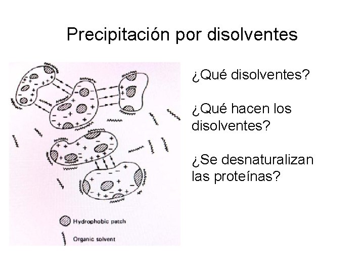Precipitación por disolventes ¿Qué disolventes? ¿Qué hacen los disolventes? ¿Se desnaturalizan las proteínas? 