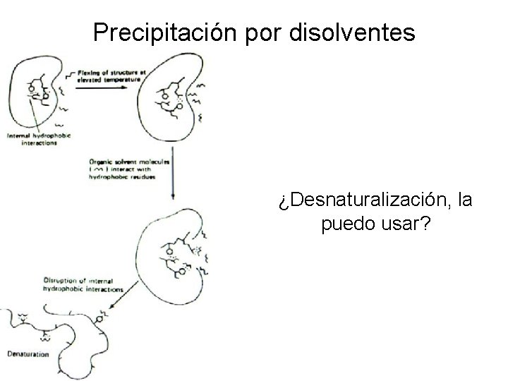 Precipitación por disolventes ¿Desnaturalización, la puedo usar? 