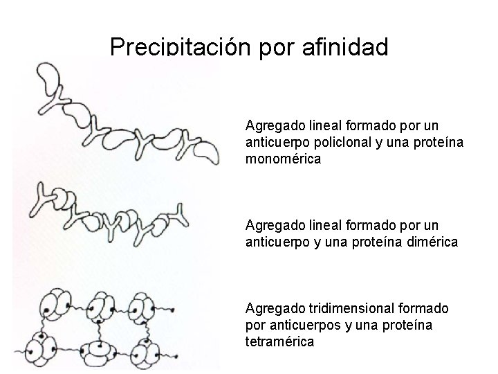 Precipitación por afinidad Agregado lineal formado por un anticuerpo policlonal y una proteína monomérica