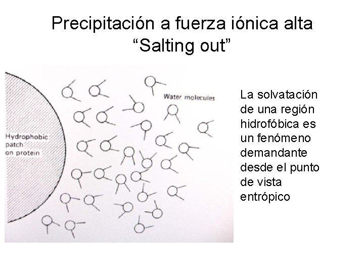 Precipitación a fuerza iónica alta “Salting out” La solvatación de una región hidrofóbica es