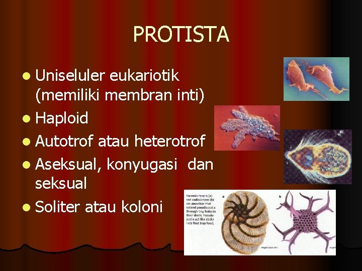 PROTISTA l Uniseluler eukariotik (memiliki membran inti) l Haploid l Autotrof atau heterotrof l