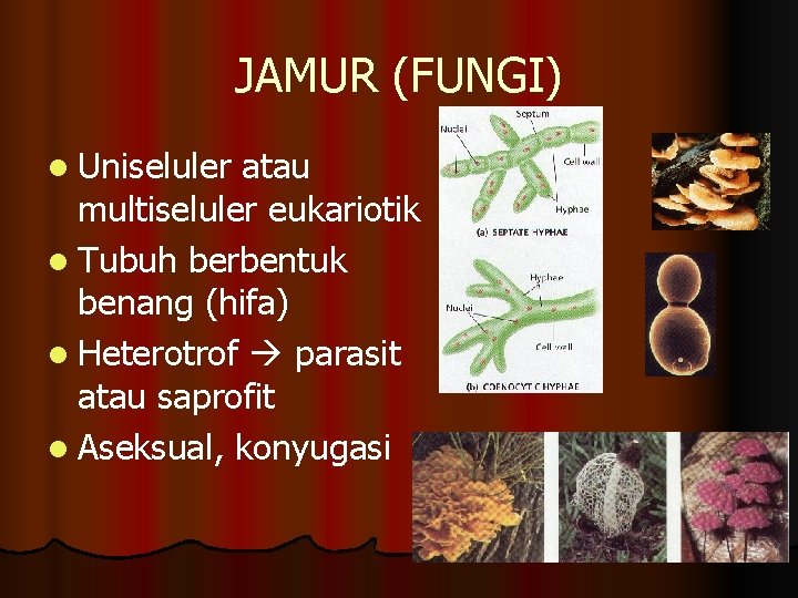 JAMUR (FUNGI) l Uniseluler atau multiseluler eukariotik l Tubuh berbentuk benang (hifa) l Heterotrof