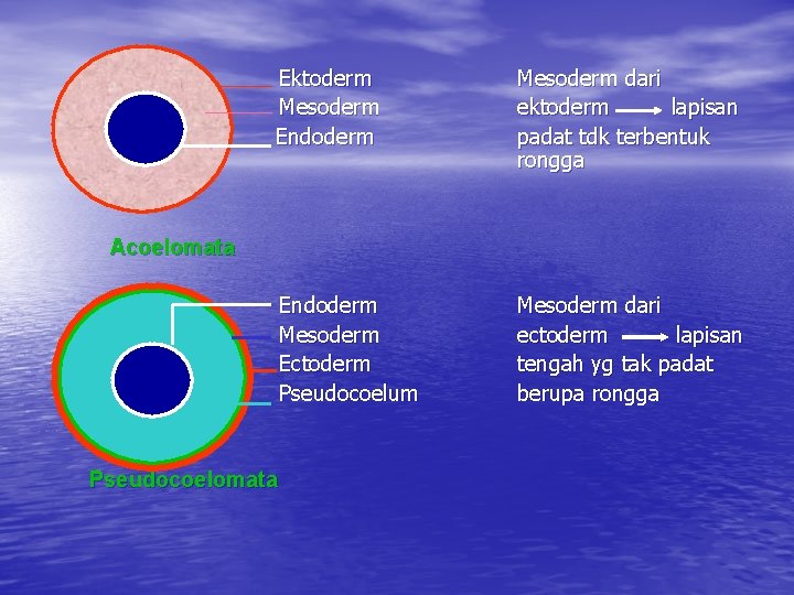 Ektoderm Mesoderm Endoderm Mesoderm dari ektoderm lapisan padat tdk terbentuk rongga Endoderm Mesoderm Ectoderm