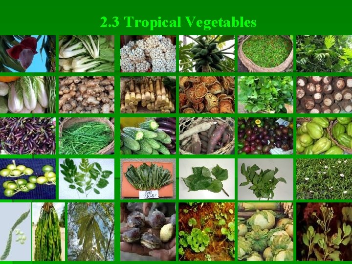 2. 3 Tropical Vegetables 