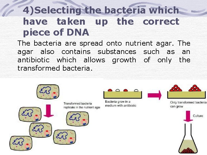 4)Selecting the bacteria which have taken up the correct piece of DNA The bacteria