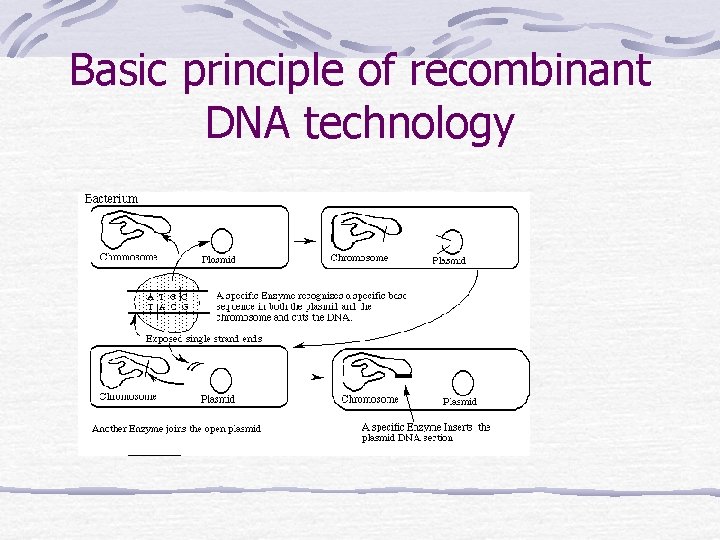 Basic principle of recombinant DNA technology 
