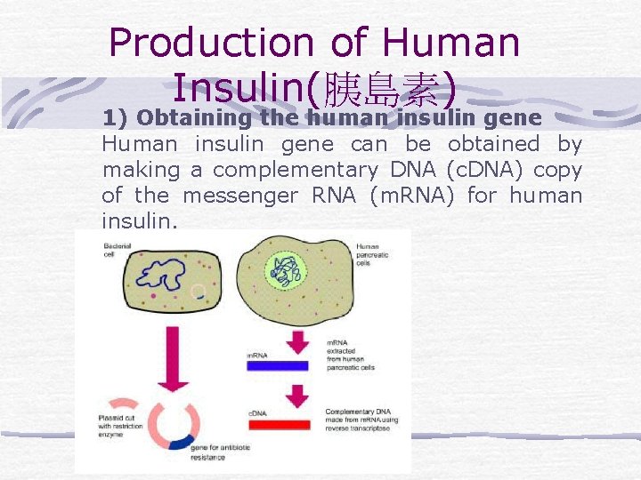 Production of Human Insulin(胰島素) 1) Obtaining the human insulin gene Human insulin gene can
