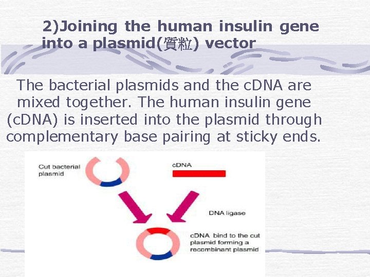2)Joining the human insulin gene into a plasmid(質粒) vector The bacterial plasmids and the