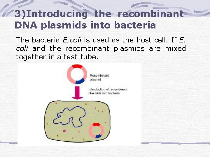 3)Introducing the recombinant DNA plasmids into bacteria The bacteria E. coli is used as