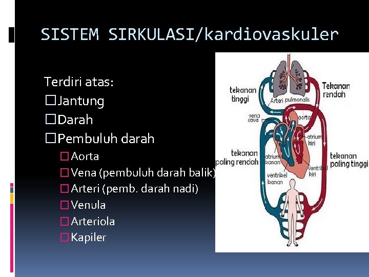 SISTEM SIRKULASI/kardiovaskuler Terdiri atas: �Jantung �Darah �Pembuluh darah �Aorta �Vena (pembuluh darah balik) �Arteri