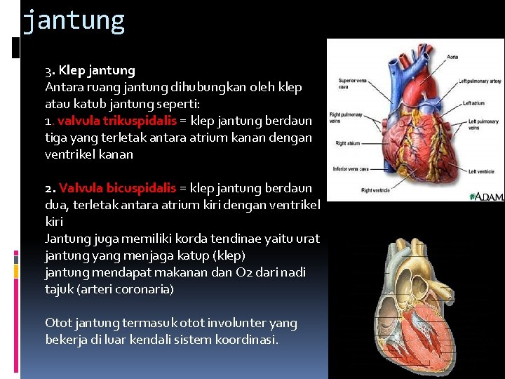 jantung 3. Klep jantung Antara ruang jantung dihubungkan oleh klep atau katub jantung seperti: