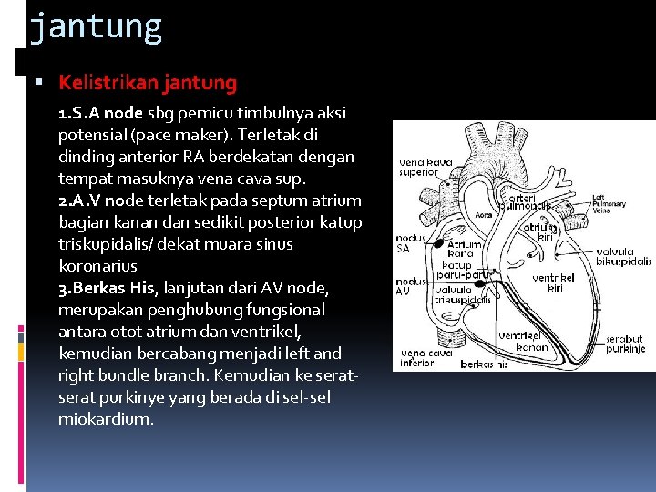 jantung Kelistrikan jantung 1. S. A node sbg pemicu timbulnya aksi potensial (pace maker).