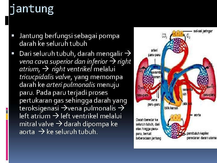 jantung Jantung berfungsi sebagai pompa darah ke seluruh tubuh Dari seluruh tubuh, darah mengalir