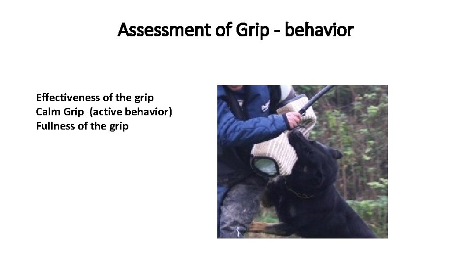 Assessment of Grip - behavior Effectiveness of the grip Calm Grip (active behavior) Fullness