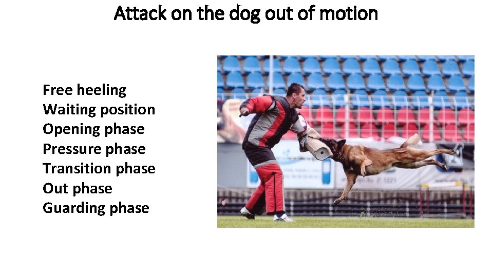 Attack on the dog out of motion Free heeling Waiting position Opening phase Pressure