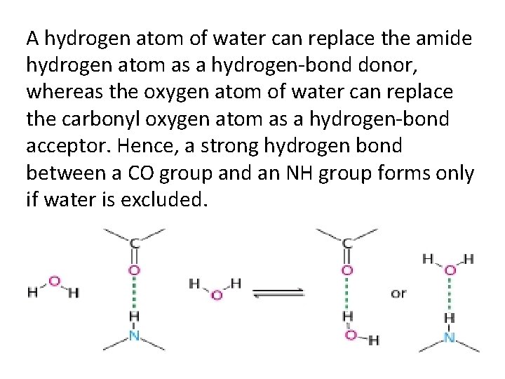 A hydrogen atom of water can replace the amide hydrogen atom as a hydrogen-bond