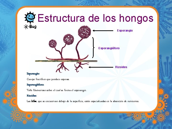 Estructura de los hongos Esporangio Esporangióforo Rizoides Esporangio: Cuerpo fructífero que produce esporas. Esporangióforo:
