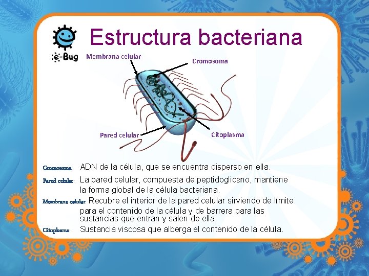 Estructura bacteriana Membrana celular Pared celular Cromosoma Citoplasma Cromosoma: ADN de la célula, que