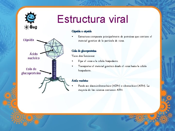 Estructura viral Cápsida Ácido nucleico Cola de glucoproteína Cápsida o cápside • Estructura compuesta