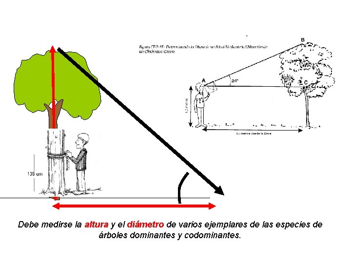 Debe medirse la altura y el diámetro de varios ejemplares de las especies de