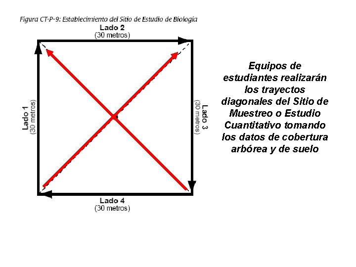 Equipos de estudiantes realizarán los trayectos diagonales del Sitio de Muestreo o Estudio Cuantitativo