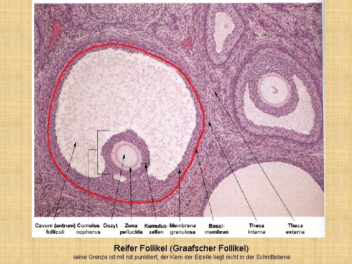 Reifer Follikel (Graafscher Follikel) seine Grenze ist mit rot punktiert; der Kern der Eizelle