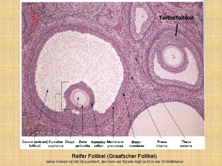 Tertierfollikel Reifer Follikel (Graafscher Follikel) seine Grenze ist mit rot punktiert; der Kern der